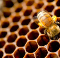 Интересное из жизни пчел