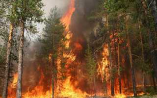Лесные пожары виды причины способы тушения