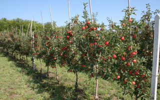 Фото карликовых яблонь и особенности их выращивания