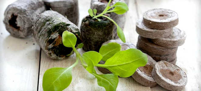 Как использовать торфяные таблетки для выращивания рассады