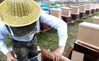 Стоит ли рассматривать пчеловодство как выгодный бизнес