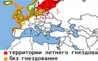 Серебристая чайка описание размножение и интересные факты