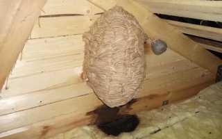 Как убрать осиное гнездо под крышей
