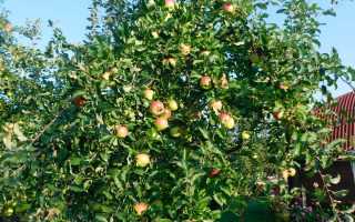 Лучшие сорта карликовых яблонь