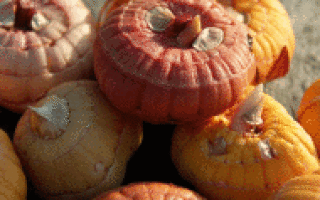 Подготовка гладиолусов к зиме