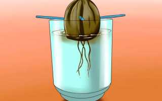 Как посадить дома авокадо из косточки