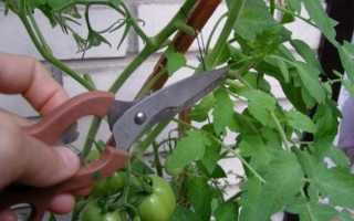 Зачем обрывают листья у помидор в теплице