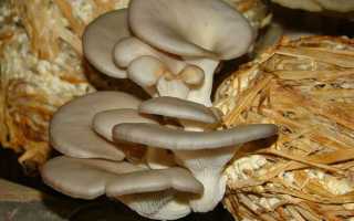 Франшиза грибы на дому