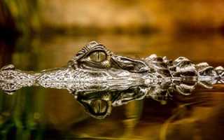 Сонник крокодил в мутной воде