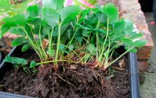 Можно ли рассаживать садовую землянику в августе
