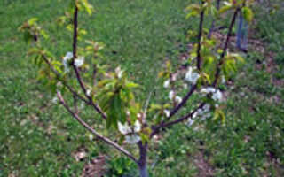 Как правильно выращивать яблони на карликовом подвое