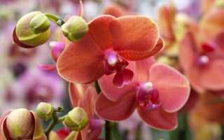 Время цветения орхидей в домашних условиях