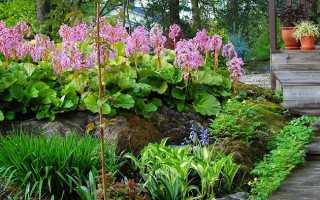 Тенелюбивые растения и цветы для сада