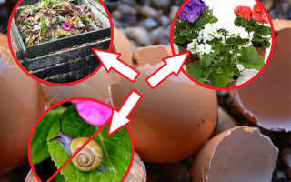 Польза яичной скорлупы для огорода