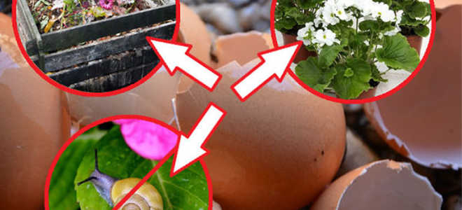 Польза яичной скорлупы для огорода