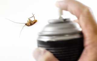 Тараканы как избавиться в домашних условиях