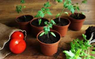 Подкормка рассады томатов в домашних