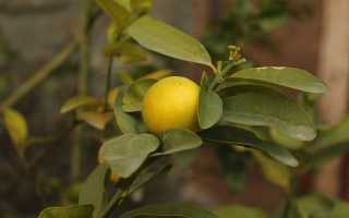 Как ухаживать за лимоном в домашних условиях
