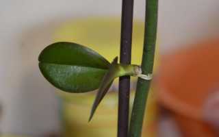 Как пересадить детку орхидеи в домашних условиях