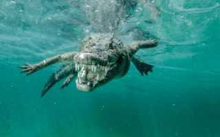 К чему снится огромный крокодил в воде