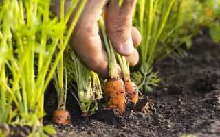 Морковь посадка и уход за овощем
