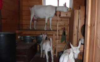 Просторное стойло для домашней козы