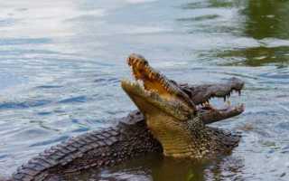 К чему снятся крокодильчики в воде