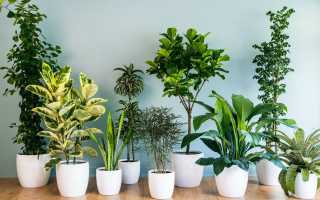 Самые полезные комнатные растения приносящие здоровье