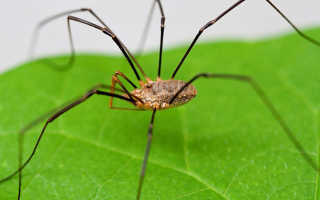 Эффективные средства избавления от пауков дома